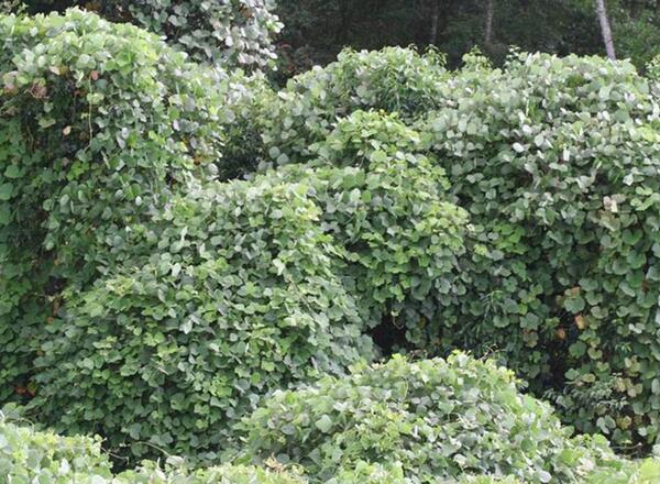 A large collection of Kudzu