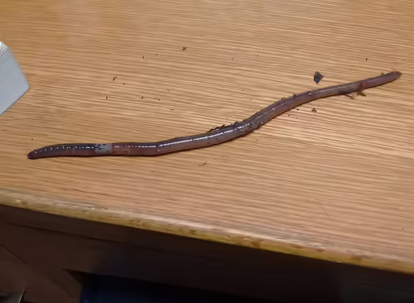 A worm on a desk