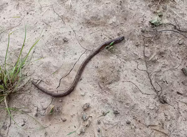 A worm on the ground