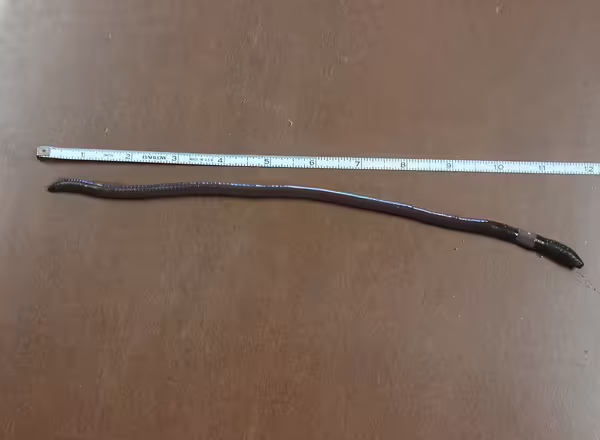 A worm next to a measuring tape
