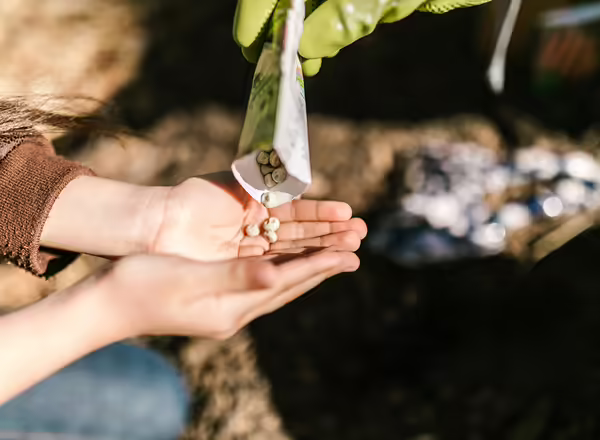 A seed packet being poured into a pair of hands