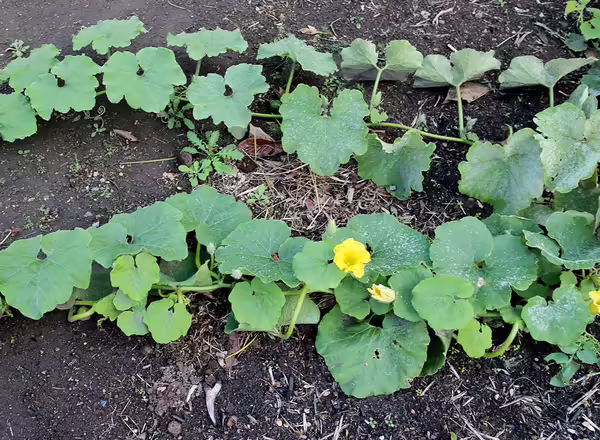 pumpkin vine