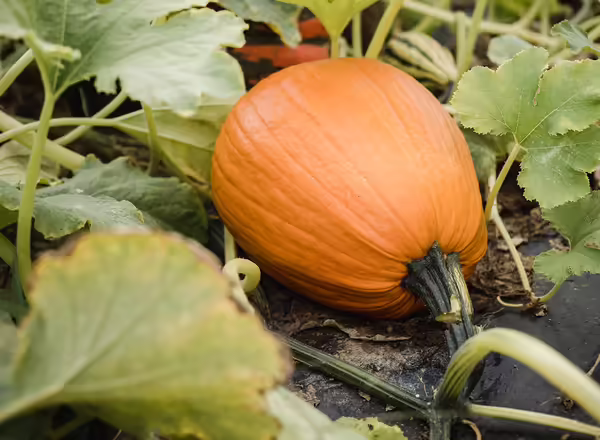pumpkin on vine