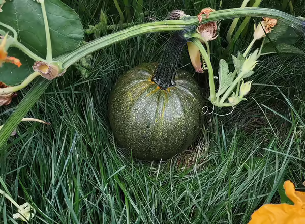 pumpkin on vine