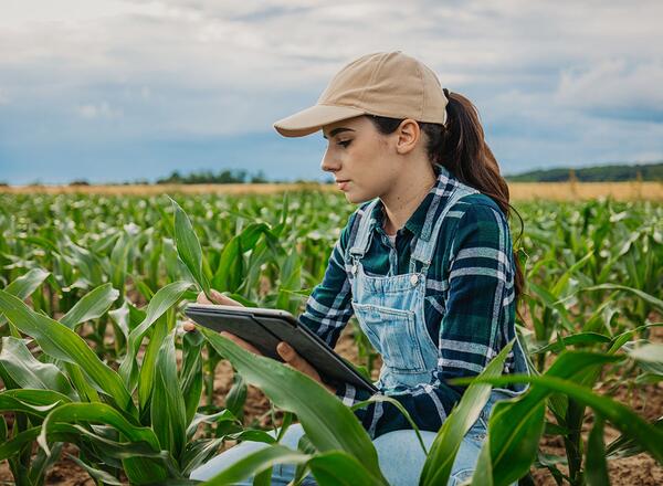 woman standing in corn field holding a tablet