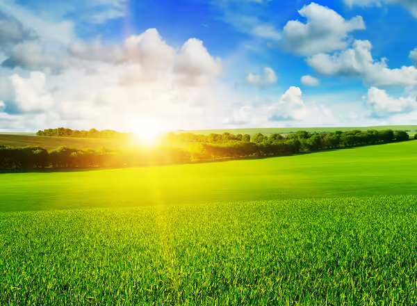 wheat field and sun rise in the blue sky