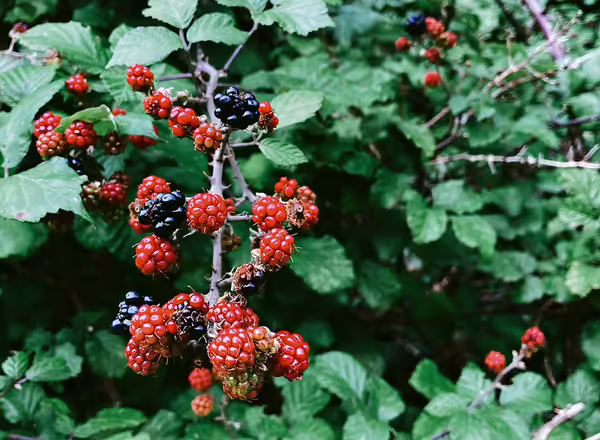 blackberry