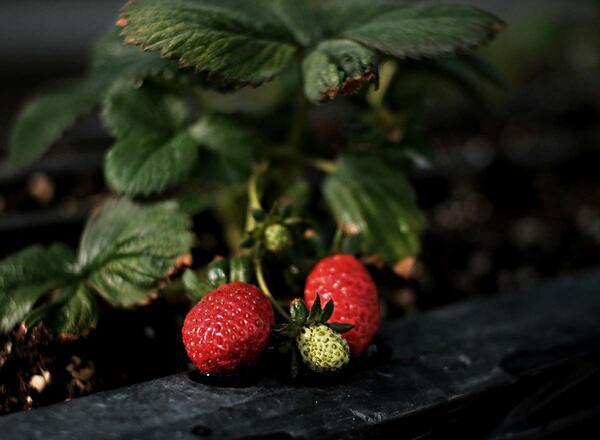 strawberry plants