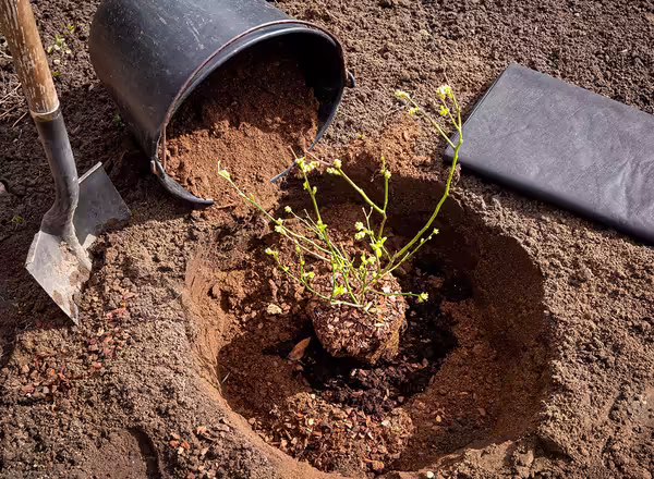 Planting blueberry bush at home garden. Digging a hole, filling it with special acidic blueberry soil.