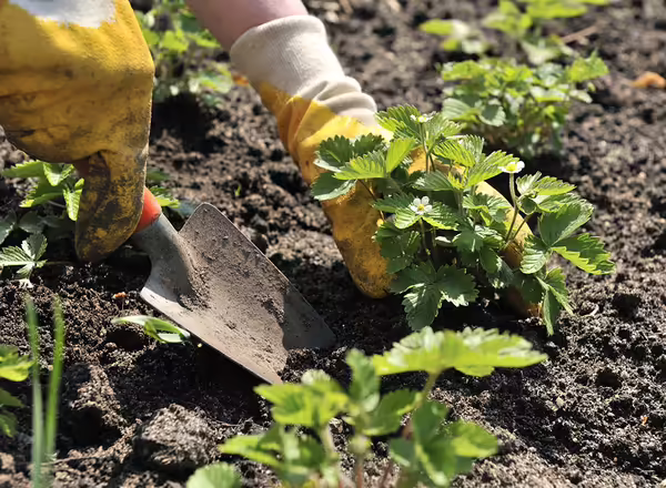planting strawberries