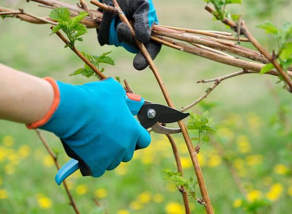 Closeup of hands doing spring pruning of raspberry bushes, gardener in gloves with garden pruner