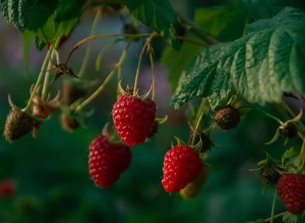 raspberries