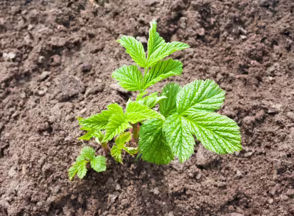 One green sapling raspberry bush on freshly dug ground.