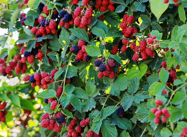 branch of ripe raspberries in a garden on blurred green background