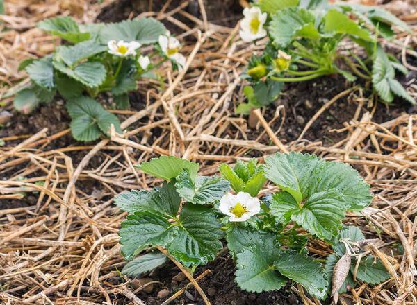 using straw to cover dirt planting strawberries