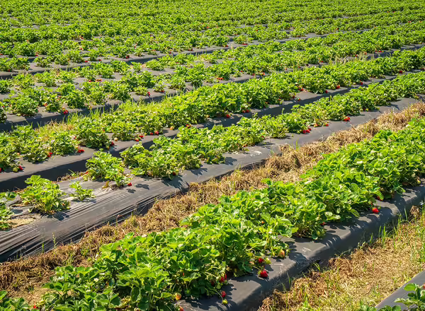 planted strawberry field