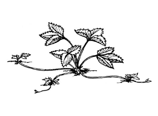 young strawberry plant illustration showing runners
