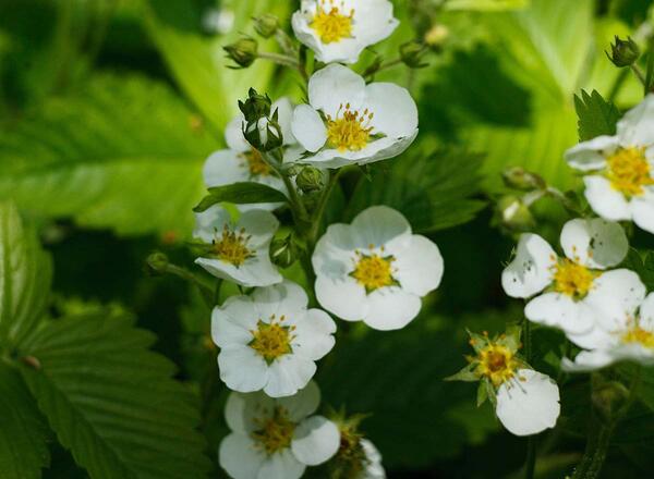 wild strawberry with blossoms