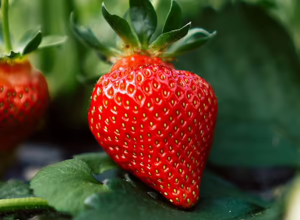 large red strawberry on plant
