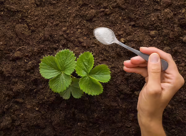 Young adult woman hand holding spoon of complex fertilizer instant powder for green small strawberry plant on dark ground background.