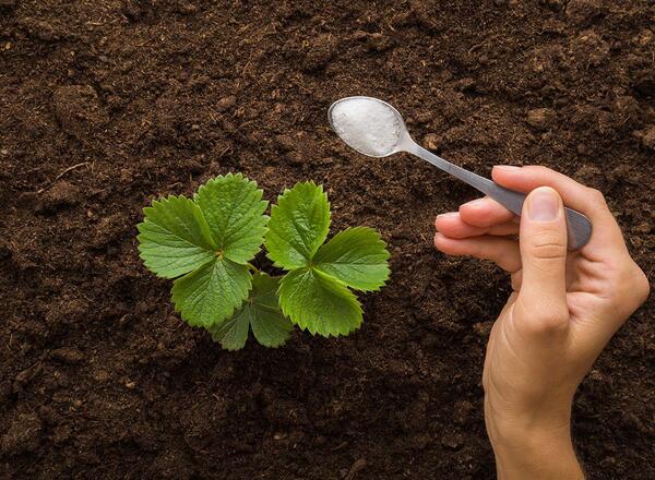 Young adult woman hand holding spoon of complex fertilizer instant powder for green small strawberry plant on dark ground background. 