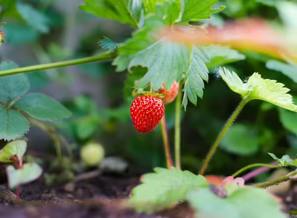 strawberry on plant