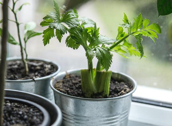 celery growing in pot on windowsill