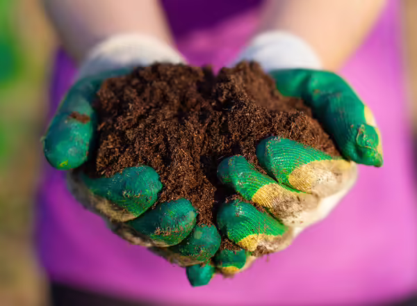 Close-up of black soil in outstretched arms in the rays of the sun. In the garden, a woman clutches fertile soil in her hands for the future harvest. Agriculture. Land in the hands of the garden..