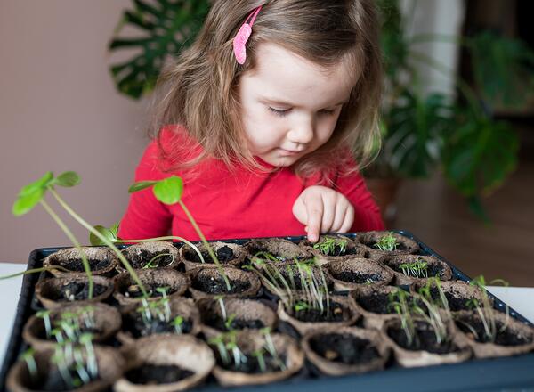 Cute girl examining the planted seedlings in recyclable peat pots. Child learning how vegetable seeds are grown at home. Spring gardening season with kids