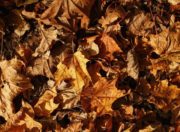 fall leaves on ground to be used in soil