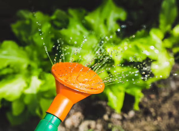 water hose spraying water on vegetable garden