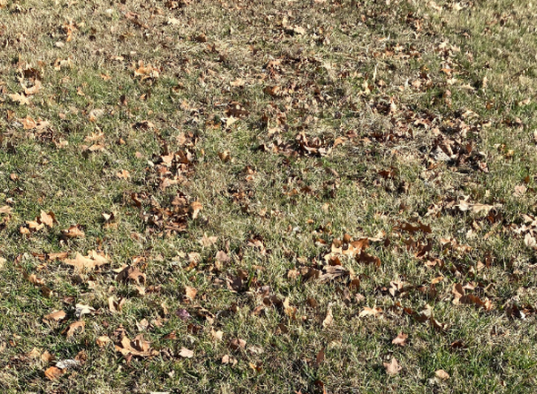 warm-season grass that turns brown in winter
