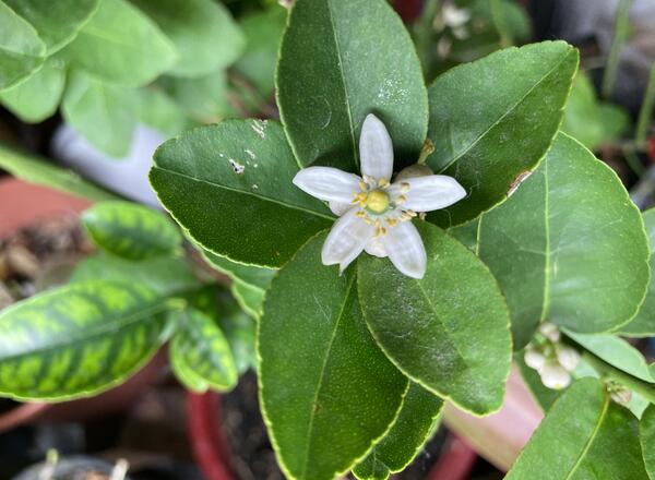 Lime tree with a white flower