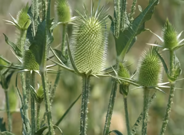 teasel