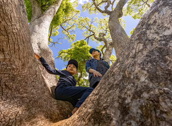2 children climbing tree