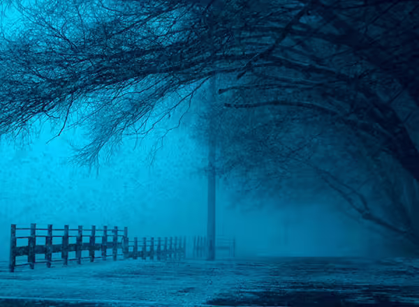 trees branches hanging over a street in the winter