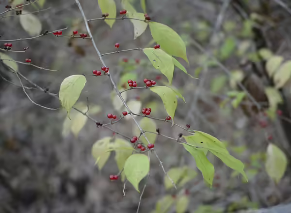 honeysuckle
