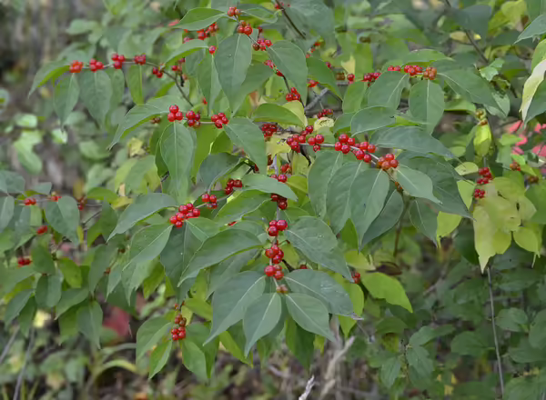 amur bush honeysuckle