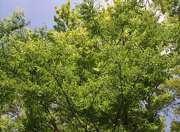 amur corktree