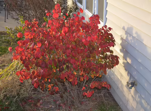 invasive burning bush