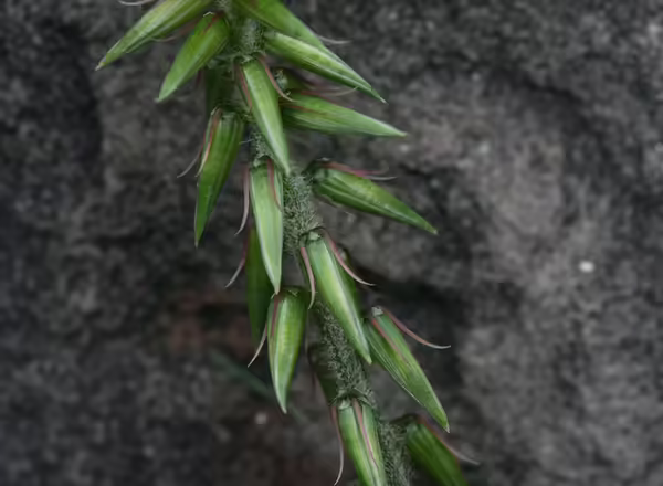 chaff flower