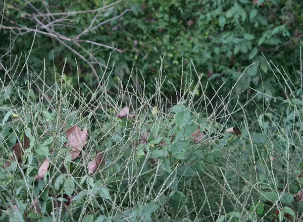 chaff flower spread