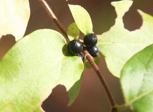 berries of honeysuckle with leaf damage