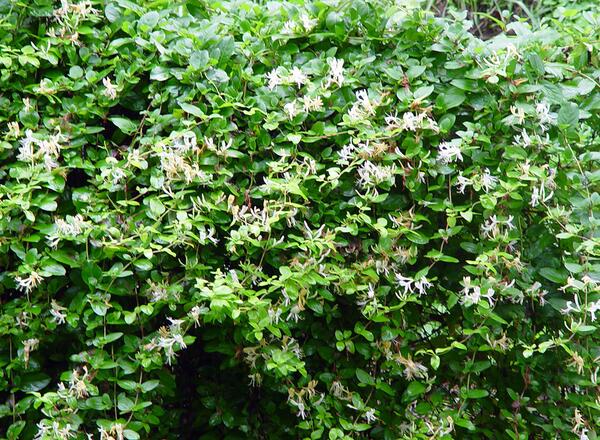 invasive honeysuckle bush