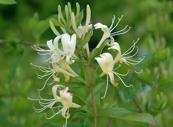 invasive honeysuckle stem