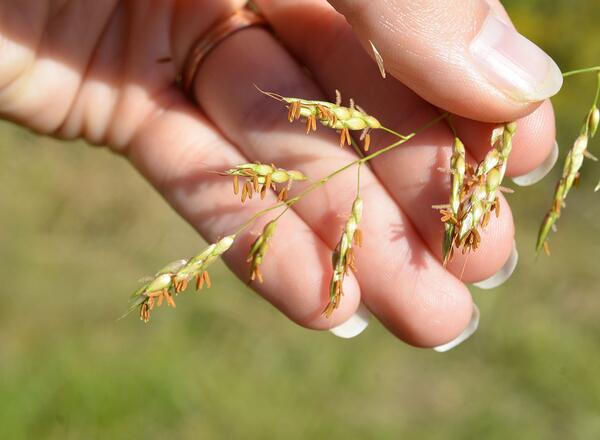 Johnsongrass awned spikelets, with orange anthers and pinkish white stigmas exserted