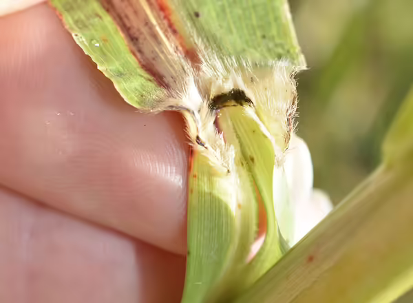 Hairy ligule of Johnsongrass