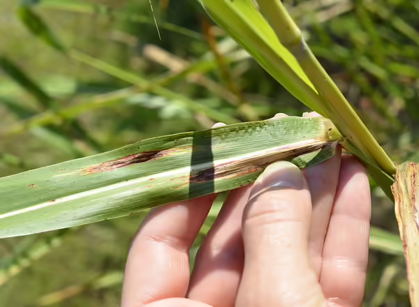 Johnsongrass leaf showing white midrib and red discoloration