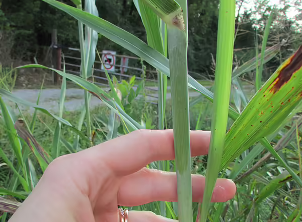 Glaucous stem of Johnsongrass with white bloom