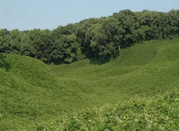 kudzu field 